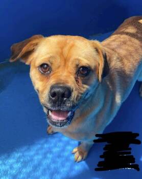 Cobb -  American Bulldog and Labrador Retriever Dog for Adoption in Calgary, Alberta - Cobb | PetCurious