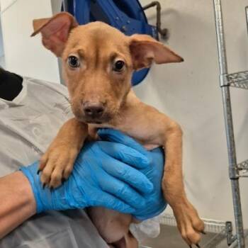 Jakob -  Vizsla and German Pinscher Dog for Adoption in Morton Grove, Illinois - Jakob | PetCurious
