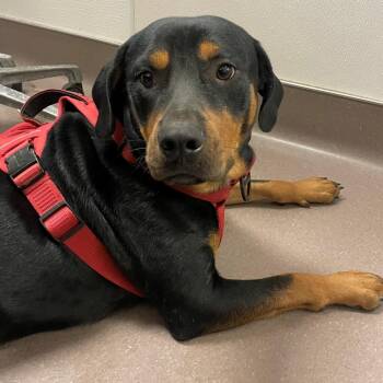 Murdok -  Rottweiler and Mixed Breed Dog for Adoption in Norman, Oklahoma - Murdok | PetCurious