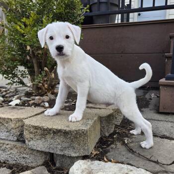 Wirehaired Terrier Dogs Available for Adoption - Calamari | PetCurious