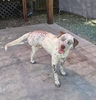 Rescue Dalmatian Dogs for Adoption in Turlock, California - Jax | PetCurious
