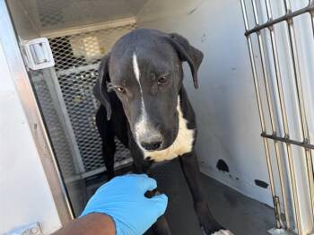 Toad - URGENT -  Labrador Retriever Dog for Adoption in Thousand Oaks, California - Toad - URGENT | PetCurious