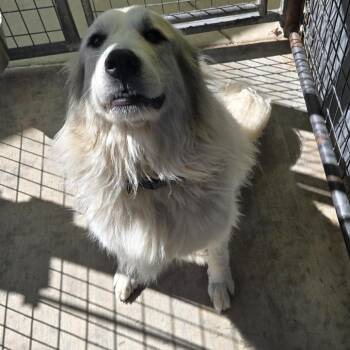 Mishka -  Great Pyrenees Dog for Adoption in Pagosa Springs, Colorado - Mishka | PetCurious
