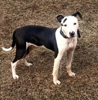 Mista Siska -  Mixed Breed Dog for Adoption in Chamblee, Georgia - Mista Siska | PetCurious