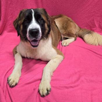 Belinda -  Saint Bernard Dog for Adoption in Frankfort, Indiana - Belinda | PetCurious