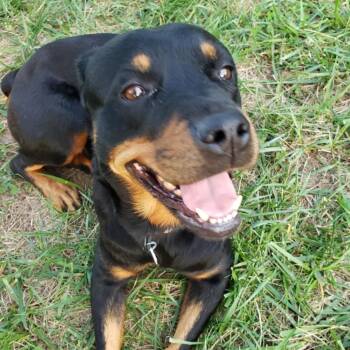 Rescue Rottweiler Dogs for Adoption in Olathe, Kansas - Beautiful | PetCurious