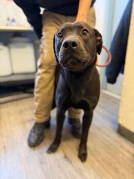 Labrador Retriever and Terrier Dogs Available for Adoption - Tex | PetCurious