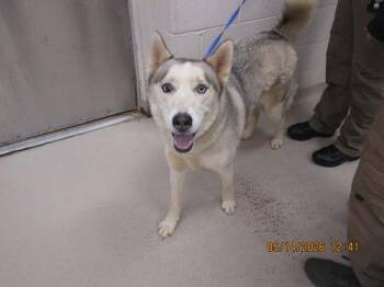 Siberian Husky Dogs Available for Adoption in Marietta, Georgia - Bleu(878) | PetCurious