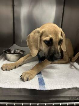 Scruffy -  Mixed Breed Dog Available for Adoption in Mobile, Alabama - Scruffy | PetCurious
