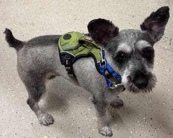 Bubba -  Schnauzer Dog for Adoption in Mundelein, Illinois - Bubba | PetCurious