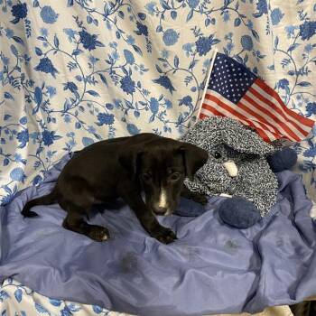 A612217 -  Pit Bull Terrier and Mixed Breed Dog for Adoption in Modesto, California - A612217 | PetCurious