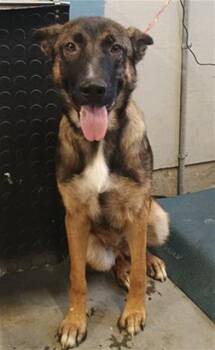 GRETA -  German Shepherd Dog Dog for Adoption in Camarillo, California - GRETA | PetCurious