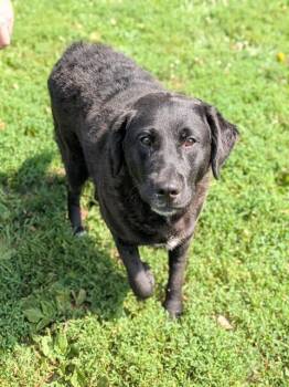 KALA -  Labrador Retriever Dog for Adoption in St. Peters, Missouri - KALA | PetCurious