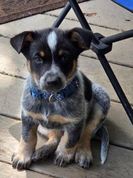 Newt -  Australian Cattle Dog Blue Heeler Dog Available for Adoption in Stewart Manor, New York - Newt | PetCurious