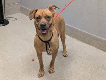 GEMINI -  German Shepherd Dog and Pit Bull Terrier Dog for Adoption in Las Vegas, Nevada - GEMINI | PetCurious