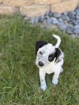 Brittany Spaniel and Labrador Retriever Dogs Available for Adoption - Guitar | PetCurious