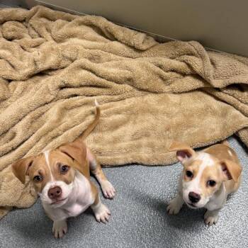 Twig (Available off-site on 11/8) -  Labrador Retriever Dog for Adoption in Briarcliff Manor, New York - Twig (Available Off-site On 11/8) | PetCurious