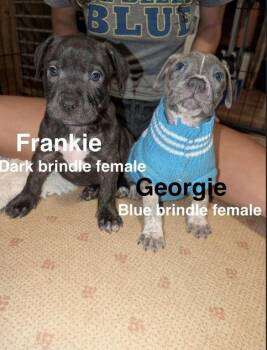 Frankie -  Pit Bull Terrier Dog for Adoption in Belleville, Michigan - Frankie | PetCurious