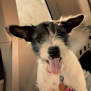 Desi -  Mixed Breed Dog for Adoption in Groveland, Massachusetts - Desi | PetCurious