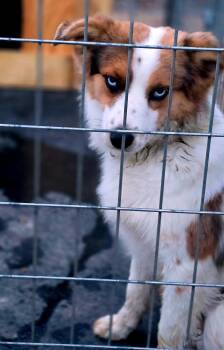 Rescue Australian Shepherd Dogs for Adoption in Okmulgee, Oklahoma - Eoghan Andy | PetCurious