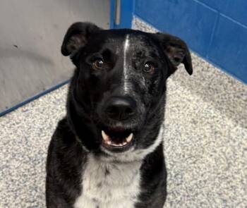 Charlie -  Catahoula Leopard Dog Dog Available for Adoption in Golden, Colorado - Charlie | PetCurious