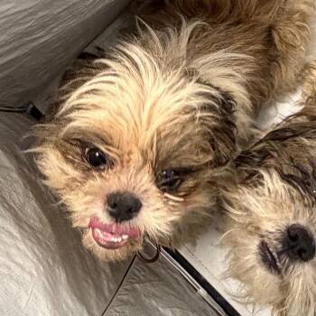 Gumbo -  Mixed Breed Dog for Adoption in Philadelphia, Pennsylvania - Gumbo | PetCurious