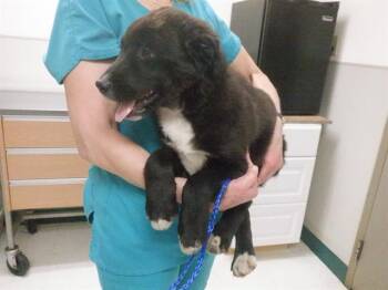 Labrador Retriever and Mixed Breed Dogs Available for Adoption - A611746 | PetCurious