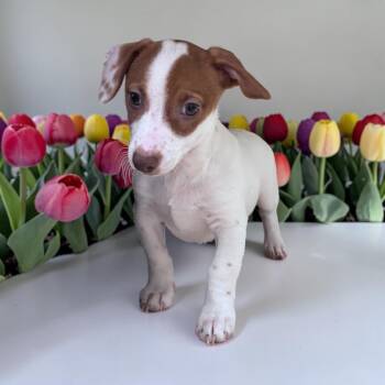Ranger -  Chihuahua and Australian Cattle Dog Blue Heeler Dog for Adoption - Ranger | PetCurious