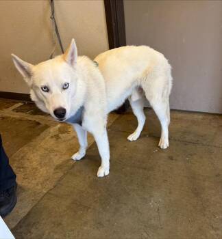 Siberian Husky Dogs Available for Adoption in Ontario, California - CONOR | PetCurious
