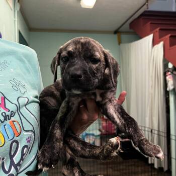 Dill -  Pit Bull Terrier Dog for Adoption in Harrisville, West Virginia - Dill | PetCurious