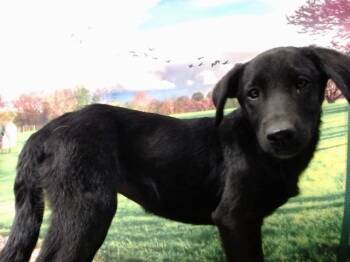 Rescue Labrador Retriever and Mixed Breed Dogs for Adoption in Moreno Valley, California - EVIE | PetCurious