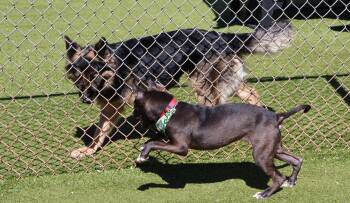 Pit Bull Terrier Dogs Available for Adoption - Lovebug Athens | PetCurious