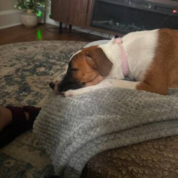 Shredded Chicken Patty -  Mixed Breed Dog for Adoption in Chesapeake, Virginia - Shredded Chicken Patty | PetCurious