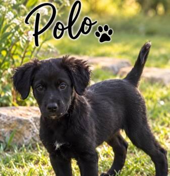 Polo -  Spaniel Dog for Adoption in Brownstown, Indiana - Polo | PetCurious