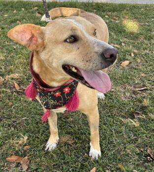 COCO -  Carolina Dog Dog for Adoption in Bell Gardens, California - COCO | PetCurious