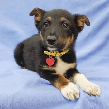 LUNA -  German Shepherd Dog and Border Collie Dog for Adoption in Richmond, California - LUNA | PetCurious