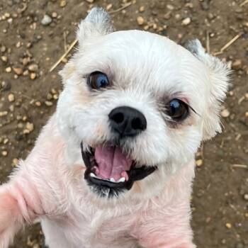 Rescue Maltese Dogs for Adoption in Yankton, South Dakota - Chase | PetCurious