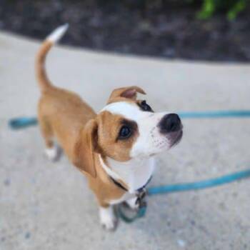 Feist and Mixed Breed Dogs Available for Adoption in Atlanta, Georgia - Pooh | PetCurious