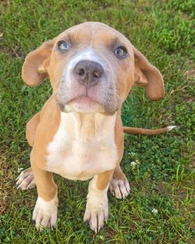 Scooby - Needs a Foster/Forever home -  Terrier Dog for Adoption in Birmingham, Michigan - Scooby - Needs A Foster/Forever Home | PetCurious