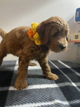 Daisy -  Goldendoodle Dog for Adoption in Davidsonville, Maryland - Daisy | PetCurious