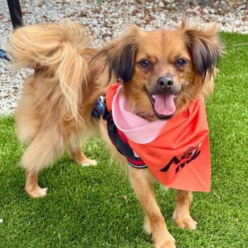 PRINCE - Needs a foster or adopter -  Chihuahua and Dachshund Dog for Adoption in Largo, Florida - PRINCE - Needs A Foster Or Adopter | PetCurious