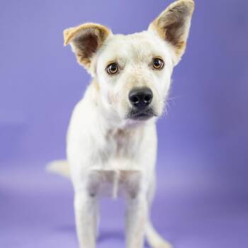 Carolina -  Labrador Retriever and Cattle Dog Dog for Adoption in Portland, Oregon - Carolina | PetCurious