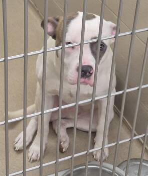 Rescue Pit Bull Terrier and Mixed Breed Dogs for Adoption in Decatur, Illinois - LATTE | PetCurious