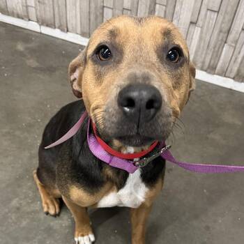 Terrier Dogs Available for Adoption - Lola | PetCurious