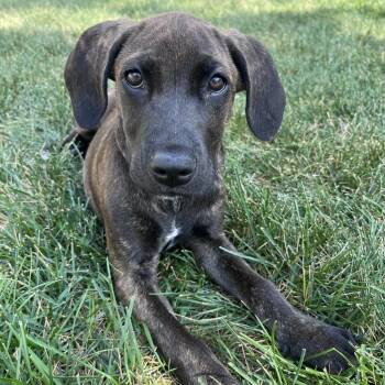 McGraw D70638 -  Catahoula Leopard Dog and Mixed Breed Dog for Adoption in Minnetonka, Minnesota - McGraw D70638 | PetCurious