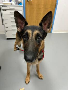 Rover -  German Shepherd Dog Dog Available for Adoption in Hartsville, South Carolina - Rover | PetCurious