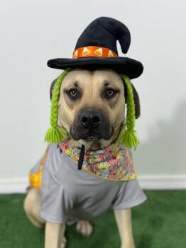 Iris-One of our Amazing Rescue Dogs -  German Shepherd Dog and Labrador Retriever Dog for Adoption in Carlsbad, California - Iris-One Of Our Amazing Rescue Dogs | PetCurious