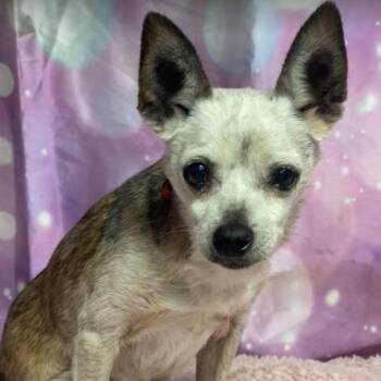 Pierre -  Chihuahua and Mixed Breed Dog for Adoption in Fort Collins, Colorado - Pierre | PetCurious