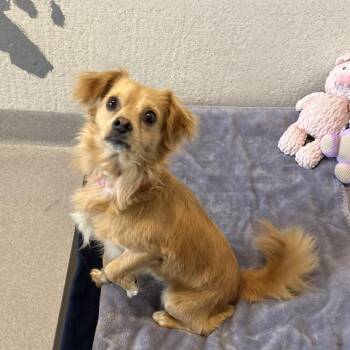 Buster -  Mixed Breed Dog for Adoption in Los Angeles, California - Buster | PetCurious