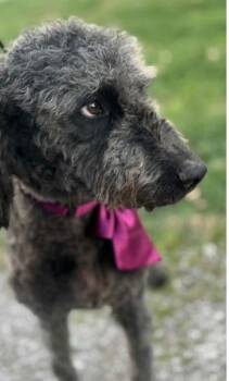 Rescue Golden Retriever and Standard Poodle Dogs for Adoption in Cincinnati, Ohio - Diana Ross | PetCurious